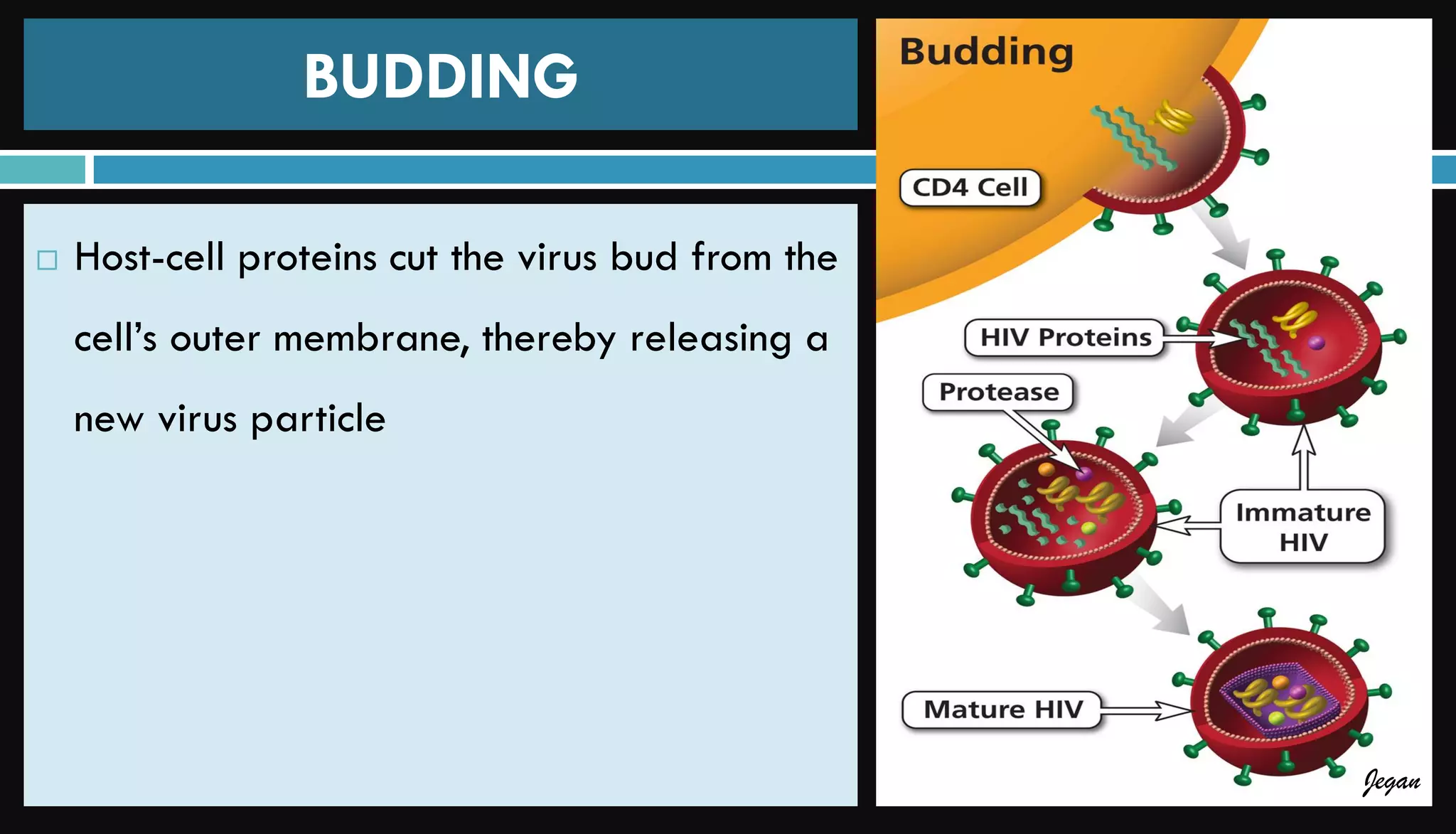 Pathophysiology of HIV AIDS | PDF