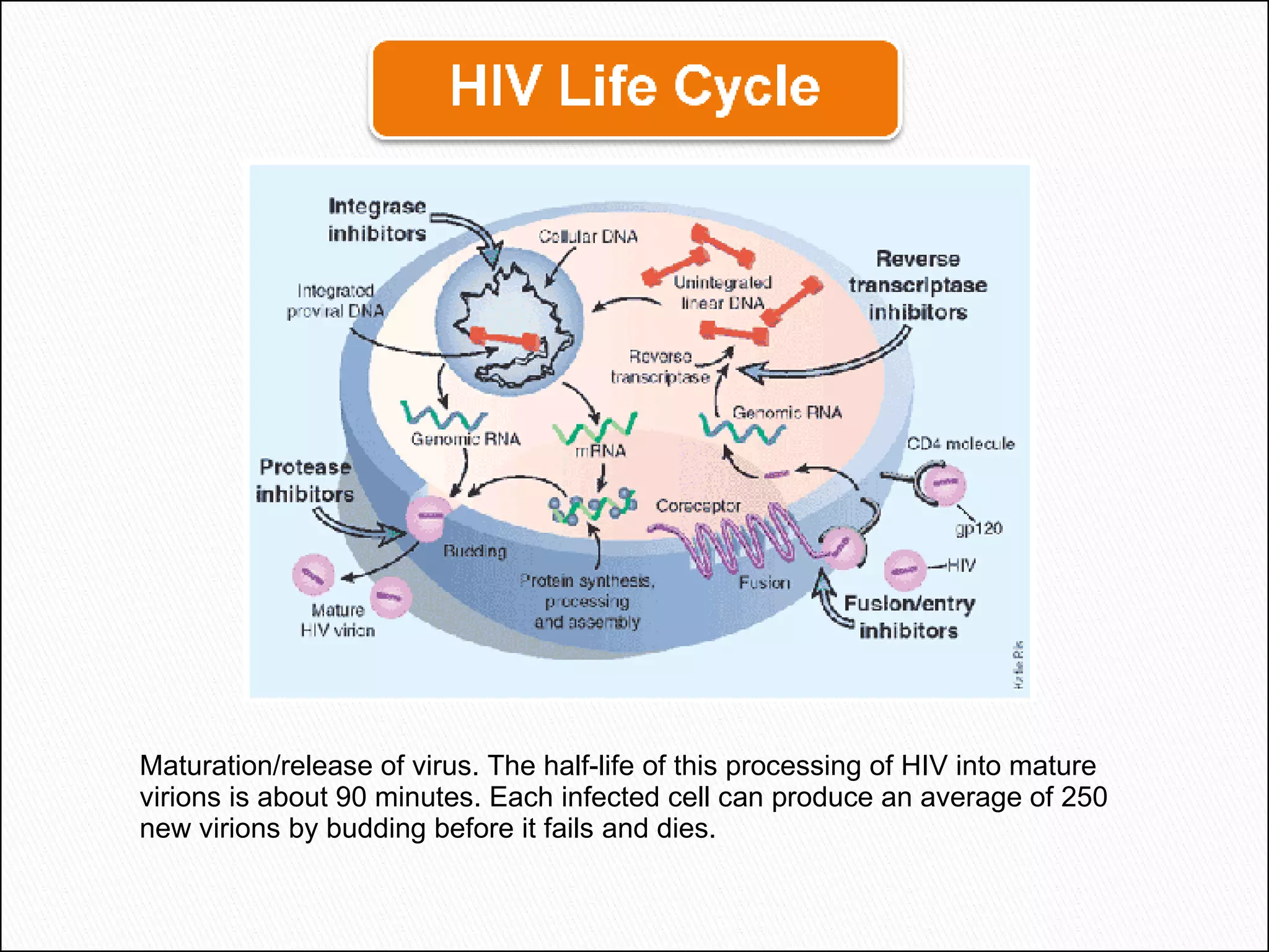 Maturation/release of virus. The half-life of this processing of HIV into mature virions is about 90 minutes. Each infected cell can produce an average of 250 new virions by budding before it fails and dies. 