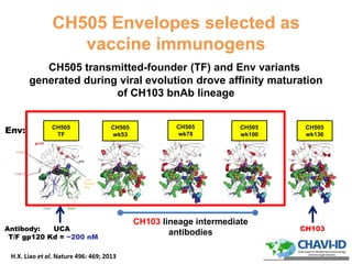 CH505 Envelopes selected as
vaccine immunogens
CH505 transmitted-founder (TF) and Env variants
generated during viral evolution drove affinity maturation
of CH103 bnAb lineage
Antibody: UCA
T/F gp120 Kd = ~200 nM
Env:
CH103
CH505
wk53
CH505
wk78
CH505
wk100
CH103 lineage intermediate
antibodies
CH505
TF
CH505
wk136
10
H.X. Liao et al. Nature 496: 469; 2013
 