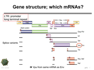 Gene structure; which mRNAs? HIV 2008   LTR: promoter long terminal repeat Splice variants    Vpu from same mRNA as Env 