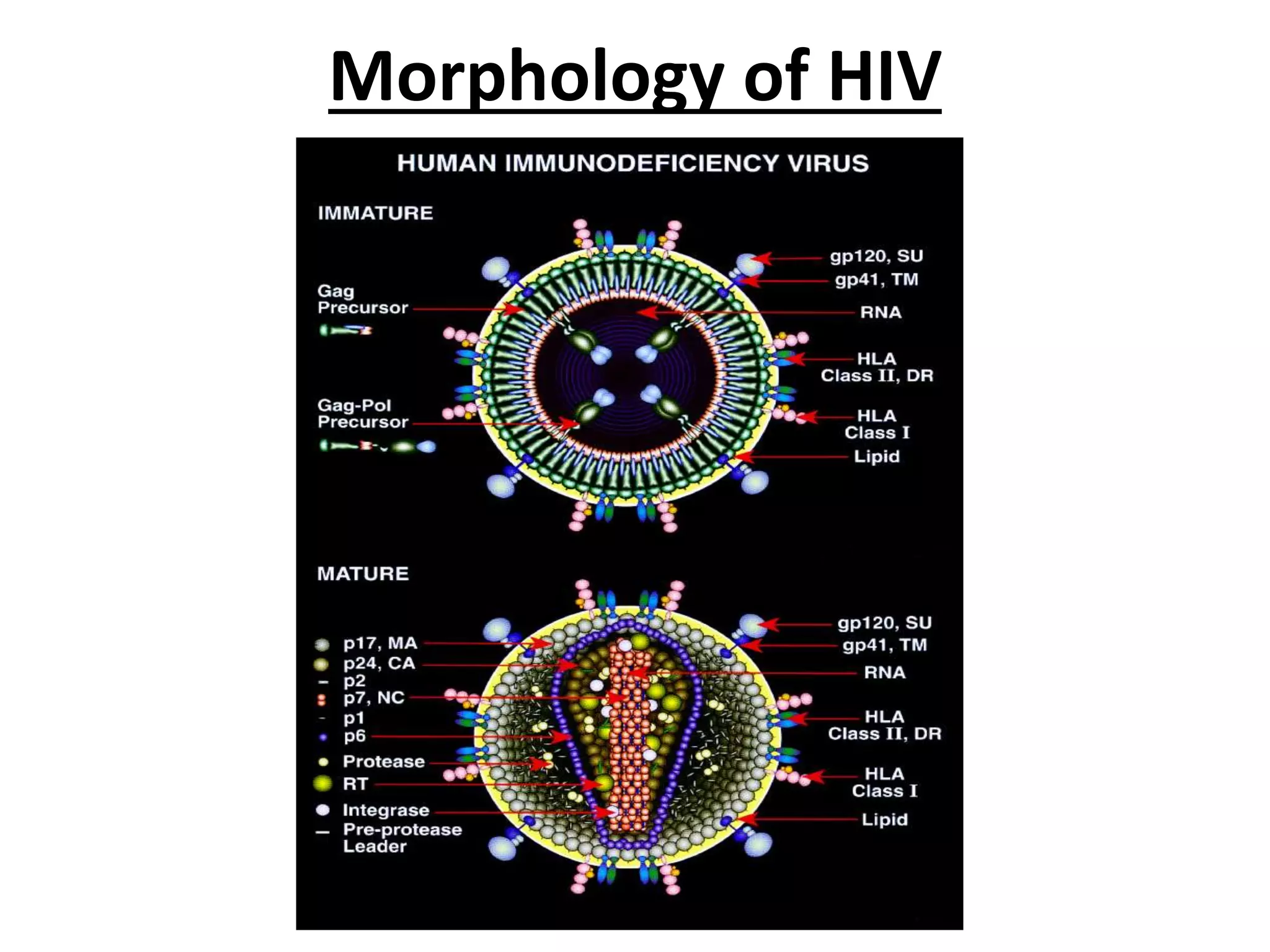 HIV Aetiology & Pathogenesis | PPTX