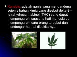 Kanabis,  adalah ganja yang mengandung sejenis bahan kimia yang disebut delta-9 – tetrahydrocannabinol (THC) yang dapat mempengaruhi suasana hati manusia dan mempengaruhi cara orang tersebut dan mendengar hal-hal disekitarnya. 