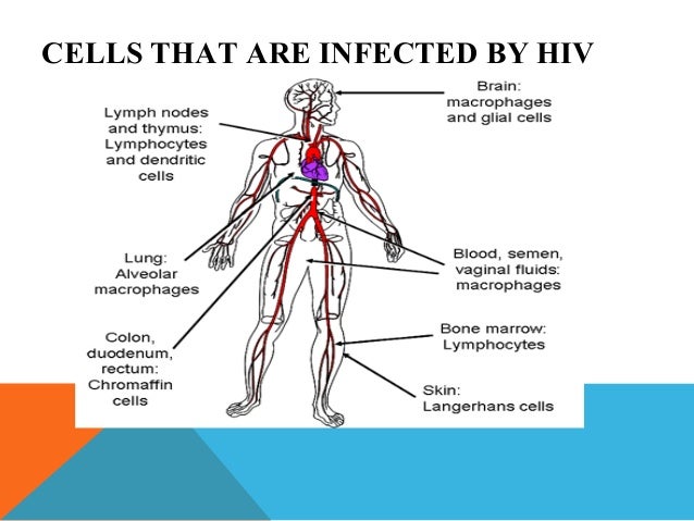 Hiv entry