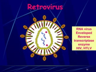 Retrovirus
RNA virus
Enveloped
Reverse
transcriptase
enzyme
HIV, HTLV

14

 