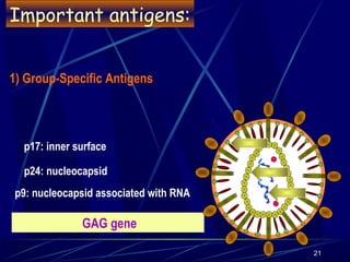 Important antigens:
1) Group-Specific Antigens

p17: inner surface
p24: nucleocapsid
p9: nucleocapsid associated with RNA

GAG gene
21

 