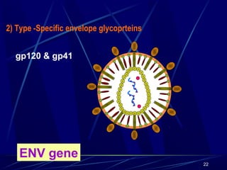 2) Type -Specific envelope glycoprteins
gp120 & gp41

ENV gene
22

 