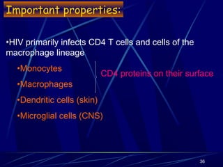 Important properties:
•HIV primarily infects CD4 T cells and cells of the
macrophage lineage
•Monocytes
•Macrophages

CD4 proteins on their surface

•Dendritic cells (skin)
•Microglial cells (CNS)

36

 