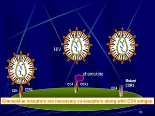 HIV

chemokine
CD4
CD4

CCR5

CCR5

CD4

Mutant
CCR5

macrophage
Chemokine receptors are necessary co-receptors along with CD4 antigen
39

 