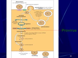 Provirus

40

 