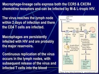 Macrophage-lineage cells express both the CCR5 & CXCR4
chemokine receptors and can be infected by M-& L-tropic HIV.
The virus reaches the lymph node
within 2 days of infection and there
the CD4 T cells are infected.
Macrophages are persistently
infected with HIV and are probably
the major reservoirs.
Continuous replication of the virus
occurs in the lymph nodes, with
subsequent release of the virus and
infected T cells into the blood
45

 