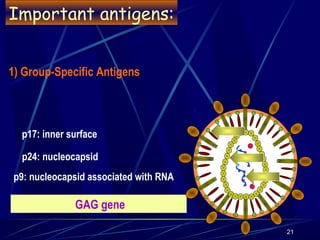 Important antigens:
1) Group-Specific Antigens

p17: inner surface
p24: nucleocapsid
p9: nucleocapsid associated with RNA
...