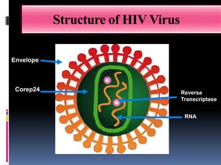 Structure of HIV Virus
Envelope
Envelope
Corep24
Reverse
Transcriptase
RNA
 
