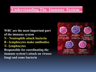 Understanding The Immune System
WBC are the most important part
of the immune system
N - Neutrophils attack bacteria
B - lymphocytes make antibodies
T- lymphocytes
Responsible for coordinating the
immune system’s attack on viruses
fungi and some bacteria
 