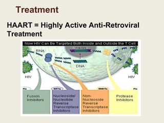Treatment
HAART = Highly Active Anti-Retroviral
Treatment
 