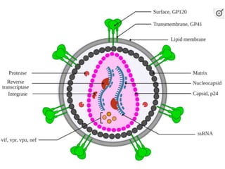 HIV AIDS Present and future in India PPT | PPTX
