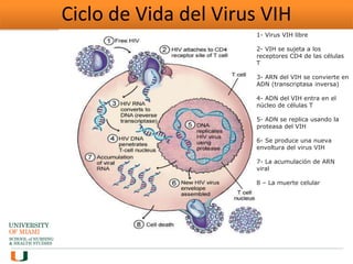 Ciclo de Vida del Virus VIH
1- Virus VIH libre
2- VIH se sujeta a los
receptores CD4 de las células
T
3- ARN del VIH se convierte en
ADN (transcriptasa inversa)
4- ADN del VIH entra en el
núcleo de células T
5- ADN se replica usando la
proteasa del VIH
6- Se produce una nueva
envoltura del virus VIH
7- La acumulación de ARN
viral
8 – La muerte celular
 