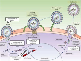 Inhibidores de la
Fusión
Inhibidores de la
Transcriptasa Reversa
Inhibidores de la
Integrasa
Antagonista del
Receptor de
Quimiocina
Inhibidor de la
Proteasa
Fusión
Unión a
correceptor
CCR5 o CXCR4
Unión a receptor
CD4
Maduración
Lanzamiento
de virus
Traducción
Proteína Viral
ARNm Viral
Correceptor quimiocina
(CCR5 o CXCR4)
ARN Proviral Transcripción
Núcleo
Integración
Transcripción
nversa de
ARN viral
ADN
ARN
genómico
Transcripción
inversa
Escisión de
polipéptidos y
ensamblaje
 