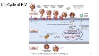 11
Life Cycle of HIV
Robbins Basic Pathology 10e, Elsevier, 2018. Fig. 4.19, Pg. 176.
 