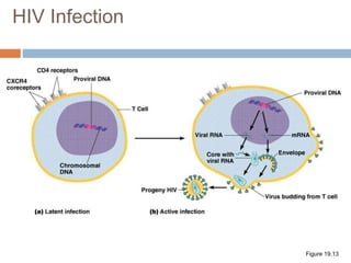 HIV Infection
Figure 19.13
 
