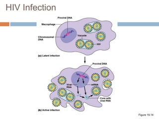 HIV Infection
Figure 19.14
 
