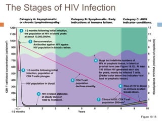 The Stages of HIV Infection
Figure 19.15
 