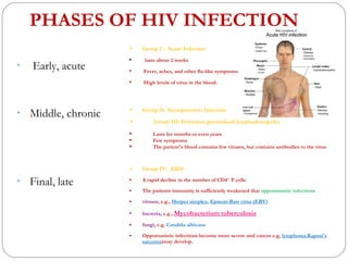 PHASES OF HIV INFECTION <ul><li>Early, acute  </li></ul><ul><li>Middle, chronic  </li></ul><ul><li>Final, late  </li></ul>...