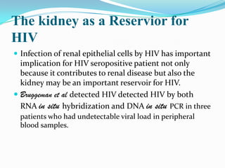 The kidney as a Reservior for HIVInfection of renal epithelial cells by HIV has important implication for HIV seropositive patient not only because it contributes to renal disease but also the kidney may be an important reservoir for HIV.Bruggeman et al detected HIV detected HIV by both RNA in situ hybridization and DNA in situ PCR in three patients who had undetectable viral load in peripheral blood samples.