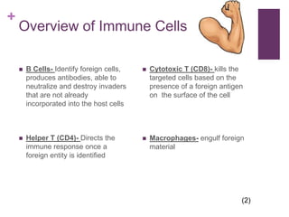 Overview of Immune CellsB Cells- Identify foreign cells, produces antibodies, able to neutralize and destroy invaders that are not already incorporated into the host cellsHelper T (CD4)- Directs the immune response once a foreign entity is identifiedCytotoxic T (CD8)- kills the targeted cells based on the presence of a foreign antigen on  the surface of the cellMacrophages- engulf foreign material(2)