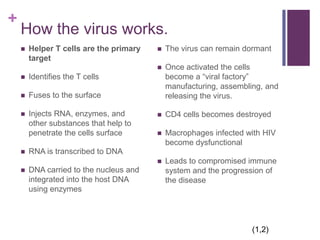 How the virus works.Helper T cells are the primary targetIdentifies the T cellsFuses to the surfaceInjects RNA, enzymes, and other substances that help to penetrate the cells surfaceRNA is transcribed to DNADNA carried to the nucleus and integrated into the host DNA using enzymesThe virus can remain dormantOnce activated the cells become a “viral factory” manufacturing, assembling, and releasing the virus. CD4 cells becomes destroyedMacrophages infected with HIV become dysfunctionalLeads to compromised immune system and the progression of the disease(1,2)
