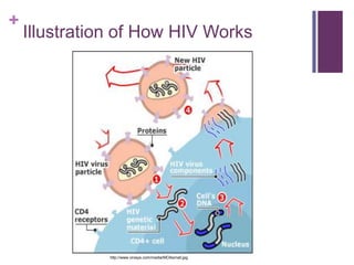Illustration of How HIV Workshttp://www.virxsys.com/media/MOAsmall.jpg