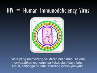 HIV = Human Immunodeficiency Virus virus yang menyerang sel darah putih manusia dan menyebabkan menurunnya kekebalan/ daya tahan tubuh, sehingga mudah terserang infeksi/penyakit. 
