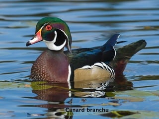 Canard branchu
 