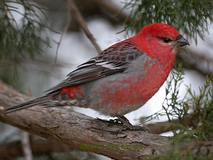 Hiver Des Oiseaux