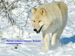 Пускай недруги станут белыми и пушистыми... 