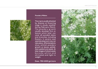 Powdery Mildew
Thecropisusuallyattacked
by disease at ﬂowering
stage in cloudy weather
during February-March.
T h e p ow d e r y g r ow t h
usually develops ﬁrst on
leaves which later can
cover all succulent stems
and branches including
ﬂowers. In severe case
seed development may not
take place. Affected plants
show whitish powdery
growth on leaves, petiole,
stem pedicel and seeds. At
laterstagesofattackseeds
b e c o m e w h i t e a n d
shriveled and light in
weight.
Dose : 750-1000 gm/acre
www.hpmindia.com
11
 