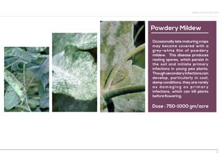 Powdery Mildew
Occasionally late maturing crops
may become covered with a
grey-white ﬁlm of powdery
mildew. This disease produces
resting spores, which persist in
the soil and initiate primary
infections in young pea plants.
Thoughsecondaryinfectionscan
develop, particularly in cool,
damp conditions, they are rarely
a s d a m a g i n g a s p r i m a r y
infections, which can kill plants
beforeﬂowering.
Dose : 750-1000 gm/acre
www.hpmindia.com
9
 