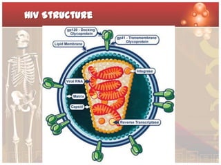 HIV Structure
 