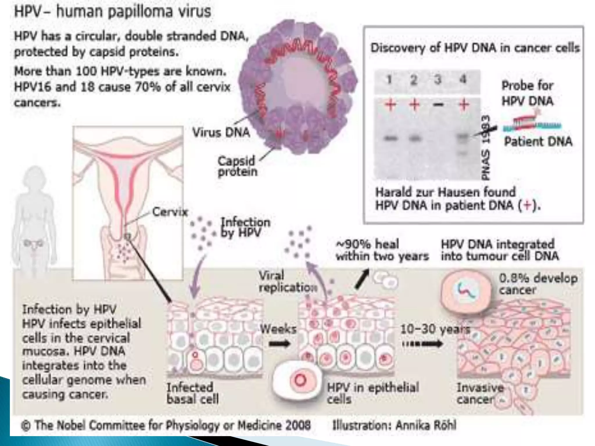 CPD 2017: HIV Histopathology | PPTX