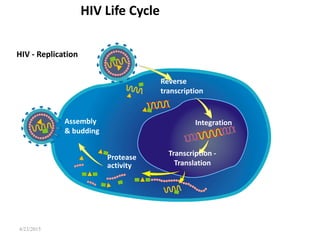 4/23/2015
HIV - Replication
Fusion & viral entry
Reverse
transcription
Integration
Transcription -
Translation
Protease
activity
Assembly
& budding
HIV Life Cycle
 