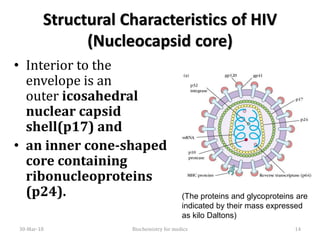 Structural Characteristics of HIV
(Nucleocapsid core)
• Interior to the
envelope is an
outer icosahedral
nuclear capsid
shell(p17) and
• an inner cone-shaped
core containing
ribonucleoproteins
(p24).
30-Mar-18 14Biochemistry for medics
(The proteins and glycoproteins are
indicated by their mass expressed
as kilo Daltons)
 