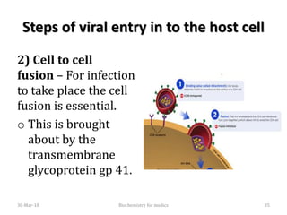 Steps of viral entry in to the host cell
2) Cell to cell
fusion – For infection
to take place the cell
fusion is essential.
o This is brought
about by the
transmembrane
glycoprotein gp 41.
30-Mar-18 35Biochemistry for medics
 