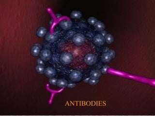 ANTIBODIES
 