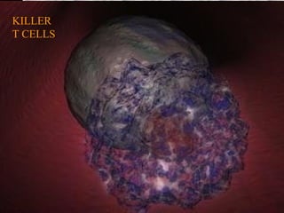 KILLER
T CELLS
 