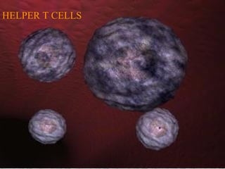 HELPER T CELLS
 