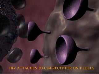 HIV ATTACHES TO CD4 RECEPTOR ON T CELLS
 
