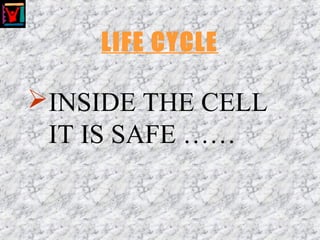 LIFE CYCLE
INSIDE THE CELL
IT IS SAFE ……
 