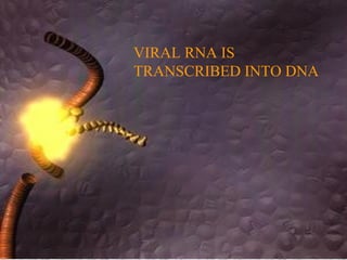 VIRAL RNA IS
TRANSCRIBED INTO DNA
 