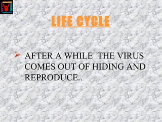 LIFE CYCLE
 AFTER A WHILE THE VIRUS
COMES OUT OF HIDING AND
REPRODUCE..
 