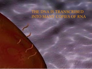 THE DNA IS TRANSCRIBED
INTO MANY COPIES OF RNA
 