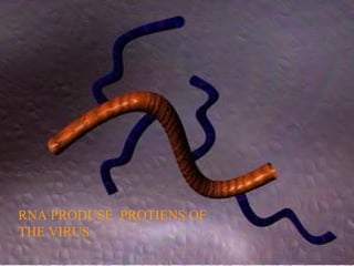 RNA PRODUSE PROTIENS OF
THE VIRUS
 